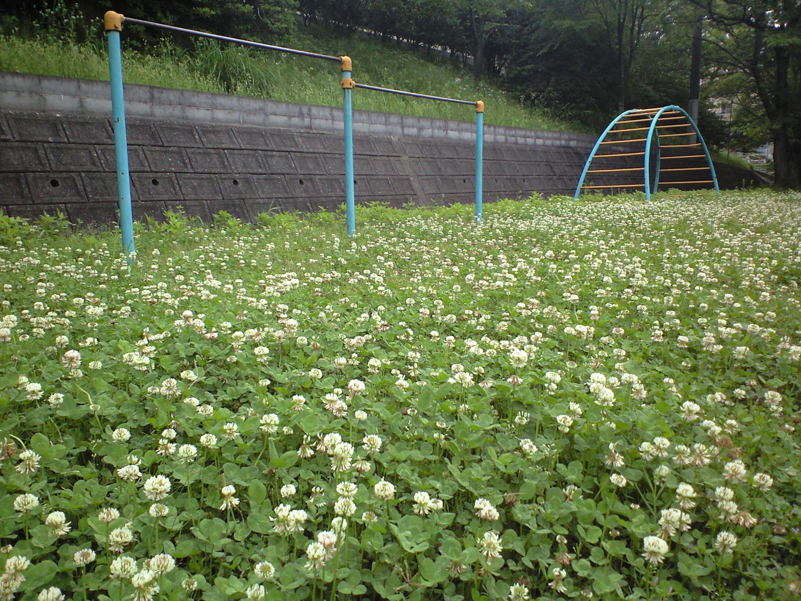 公園に 一面のクローバーが 花ログ 園芸の写真 大阪 北摂 東京 世田谷 街 庭 庭園の花々 ガーデニング