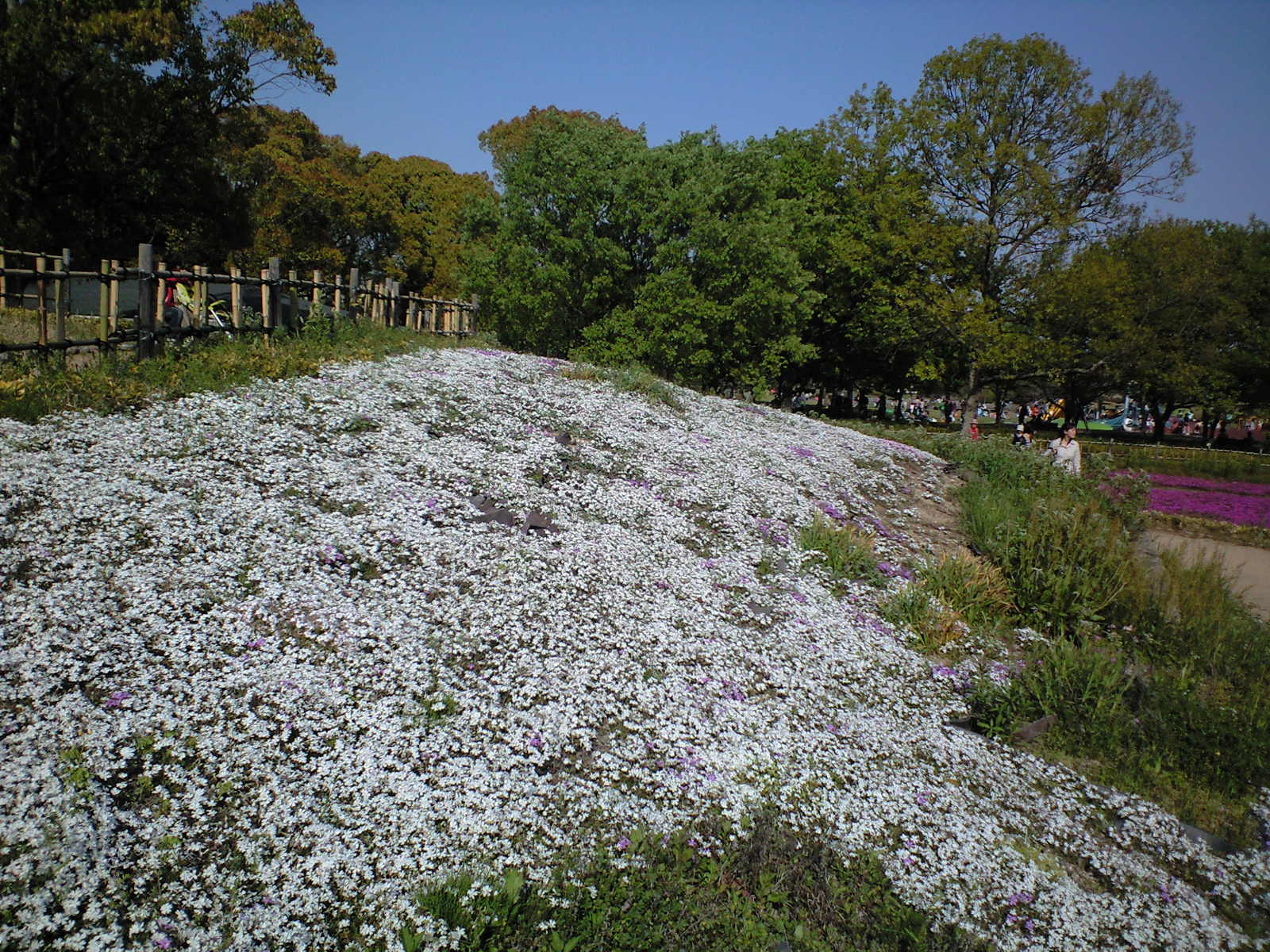 関西のシバザクラ 吹田市 万博公園自然文化園 花ログ 園芸の写真 大阪 北摂 東京 世田谷 街 庭 庭園の花々 ガーデニング