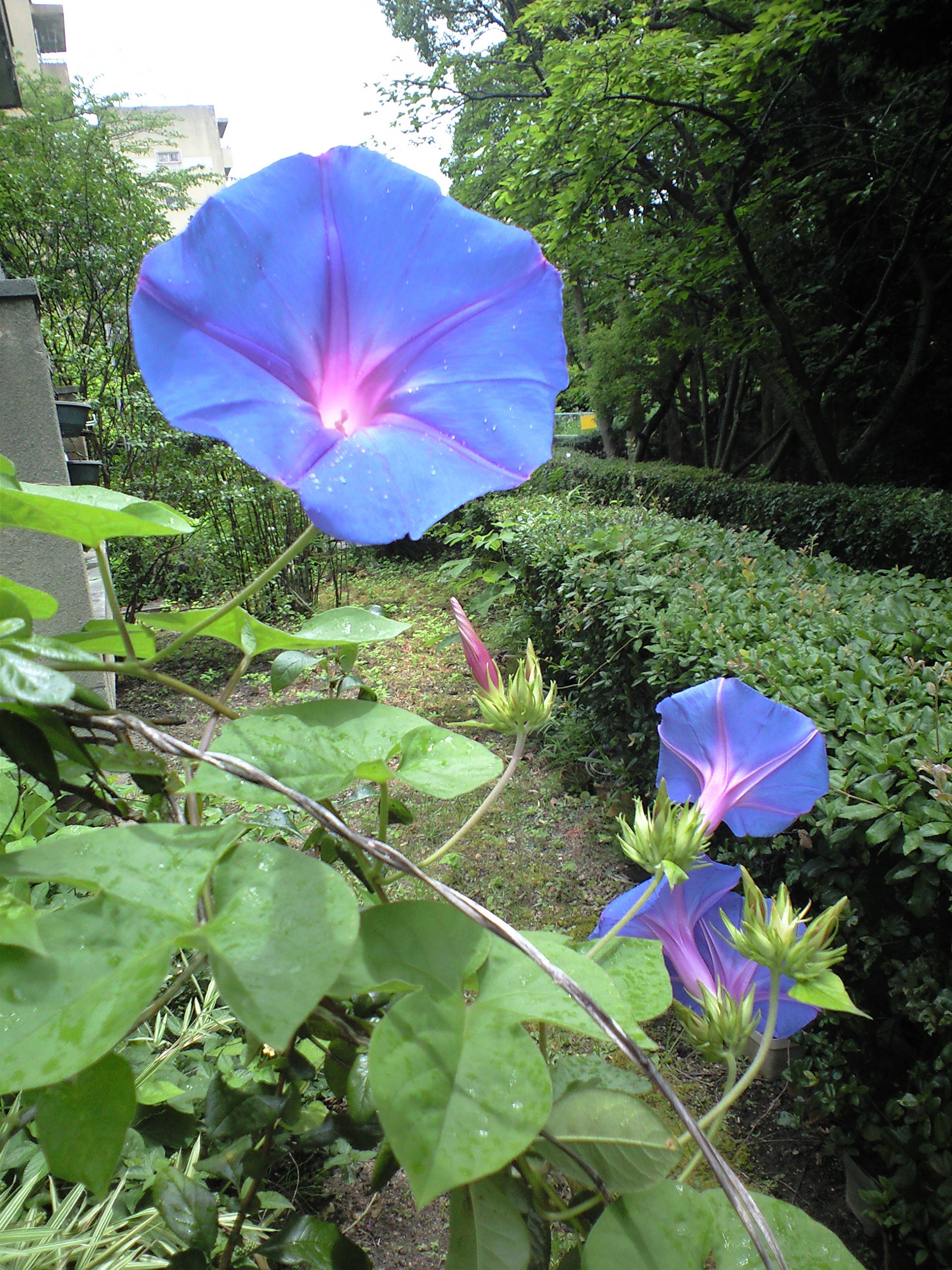 渋くて綺麗な紫の朝顔 アサガオ 花ログ 園芸の写真 大阪 北摂 東京 世田谷 街 庭 庭園の花々 ガーデニング