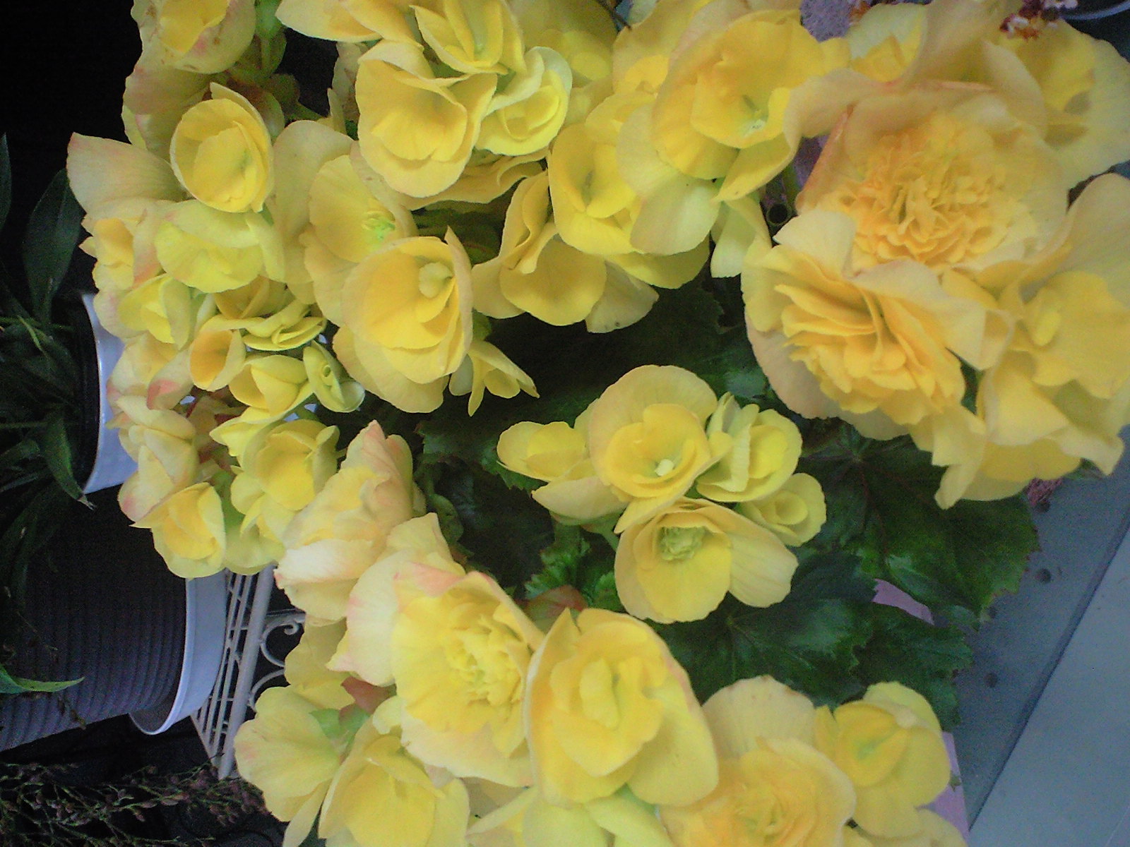 リーガスベゴニア 花ログ 園芸の写真 大阪 北摂 東京 世田谷 街 庭 庭園の花々 ガーデニング