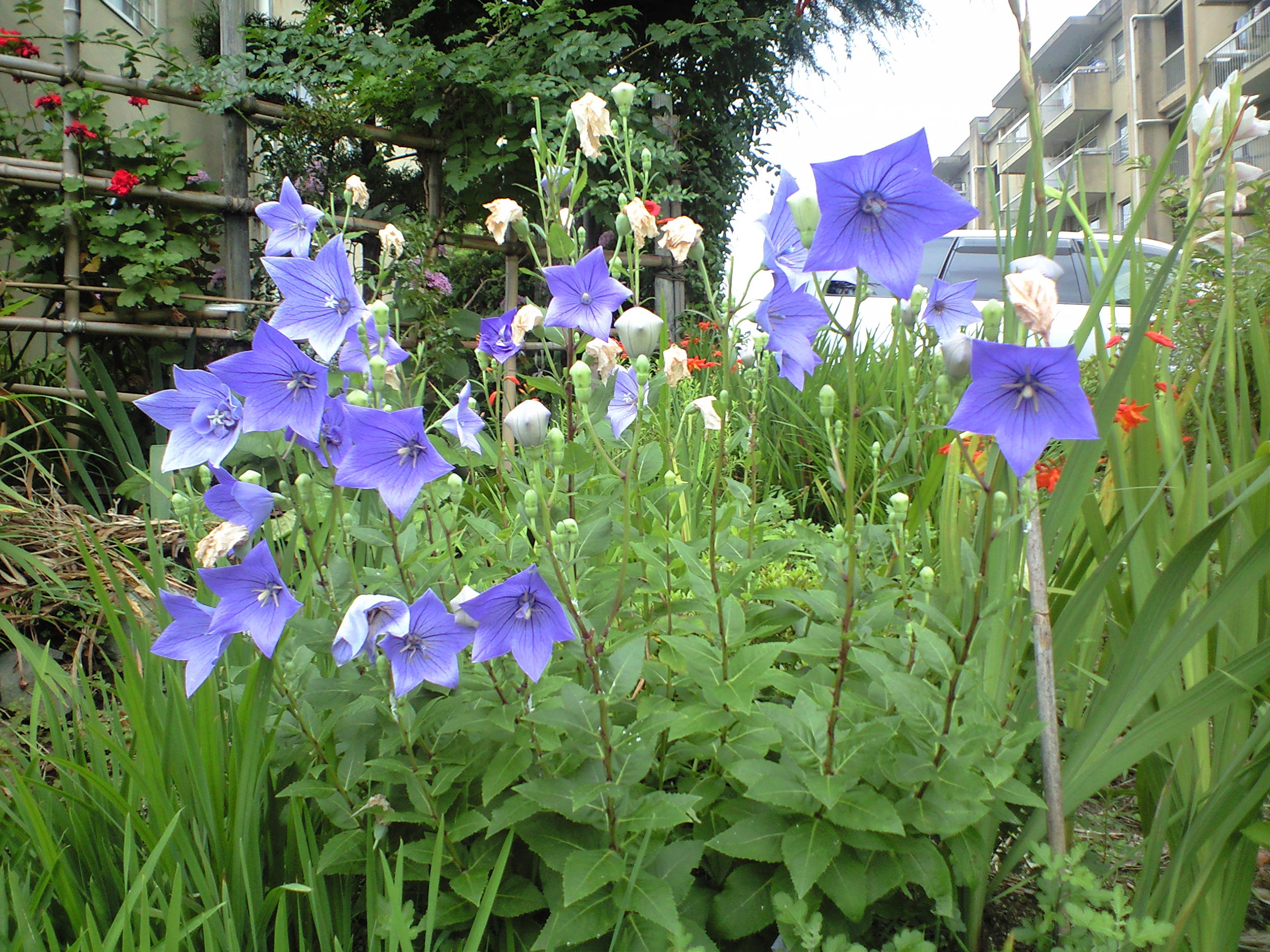 桔梗キキョウ 花ログ 園芸の写真 大阪 北摂 東京 世田谷 街 庭 庭園の花々 ガーデニング